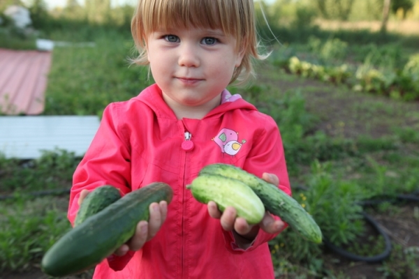  Le verdure non allergeniche possono essere incluse nel menu di donne incinte e bambini dell'anno