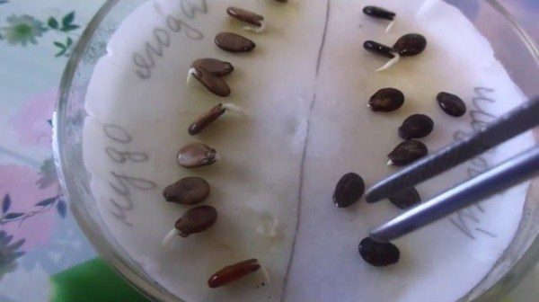Germinated seeds of watermelon Crimson Sweet for planting seedlings