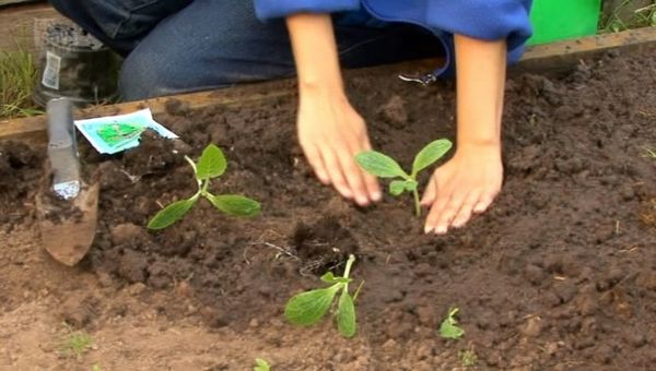  Dopo la comparsa di 3-4 fogli possono essere piantate piantine nel terreno