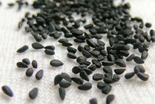  Controllo della germinazione di Chernushka