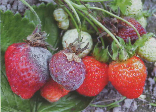 Gray mold on the berry