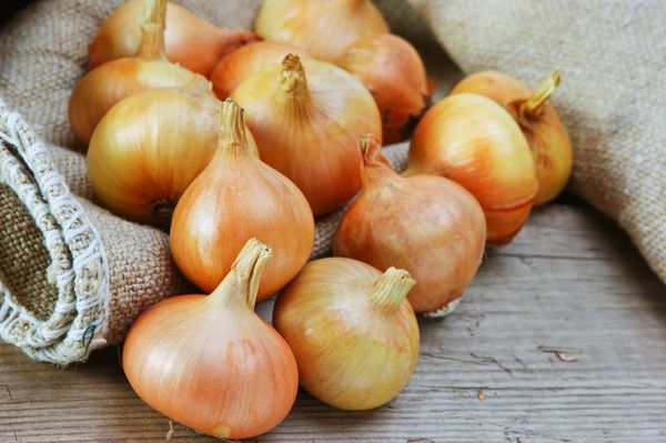  Onion sets