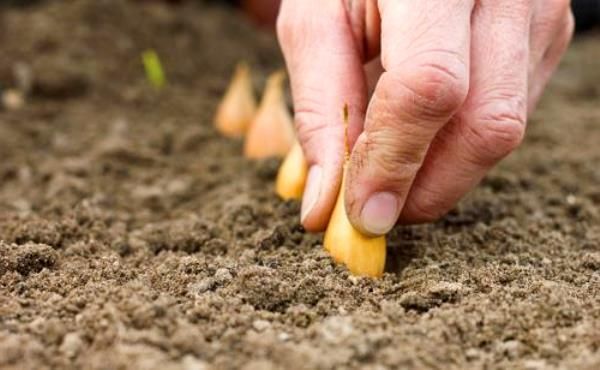 To ensure a good harvest, planting work should not be delayed.