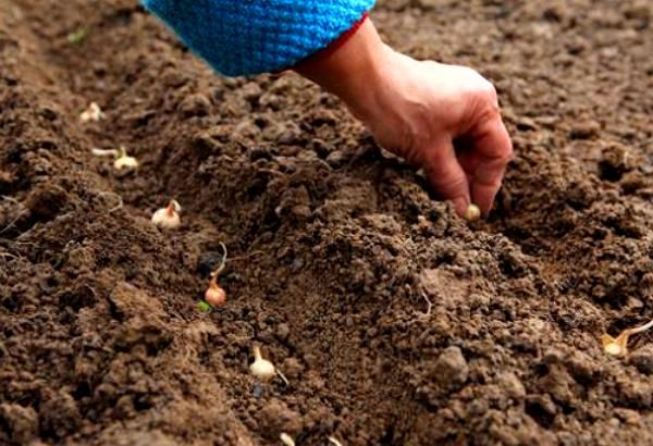 Planting onion sets in the spring