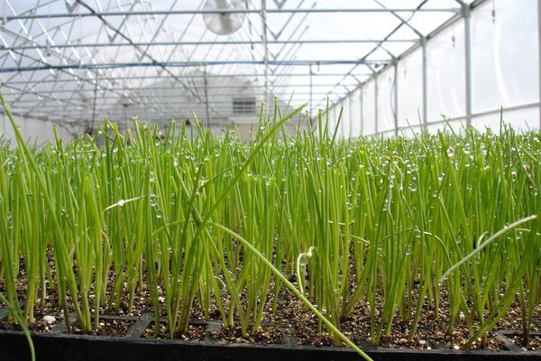  Growing onions in the greenhouse