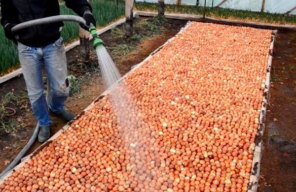  Bridge way of landing onion sets