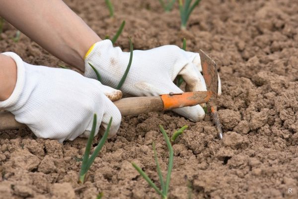  Soil loosening should be done every 2 weeks.