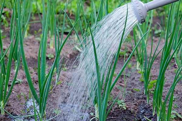  Strict soil moisture control is extremely important.