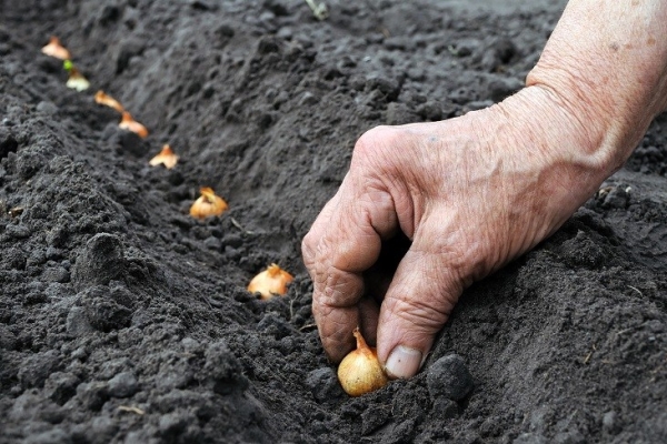  You can avoid marksmanship by planting onions before winter