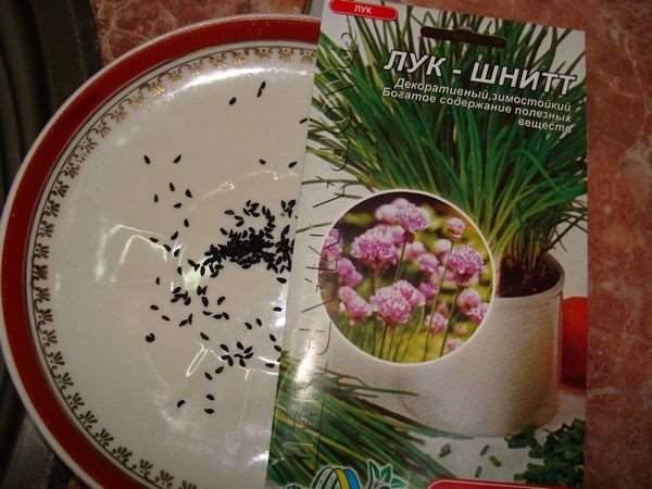  Semi di cipolla Schnitt