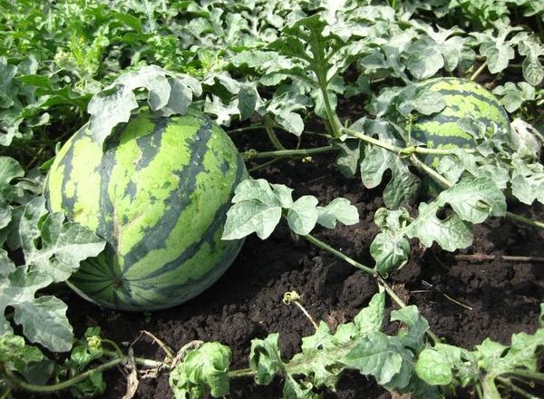  Growing watermelons in Siberia