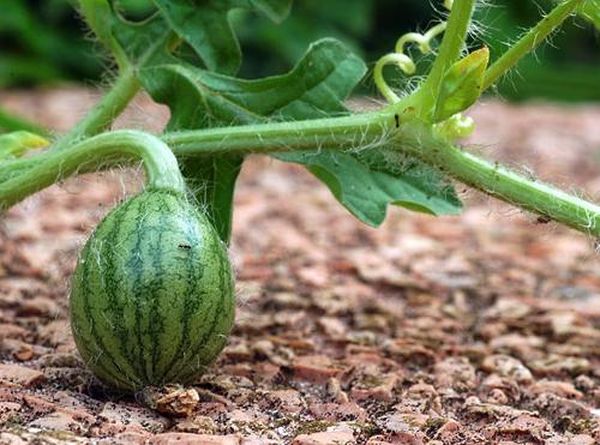  The watermelon stem should look up