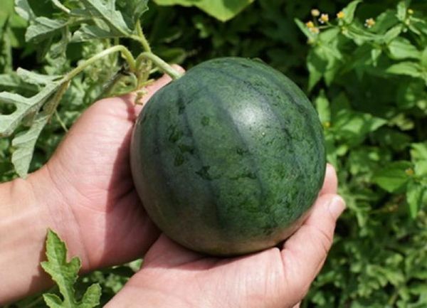  For cultivation in Siberia suitable varieties of watermelons with a short period of maturation