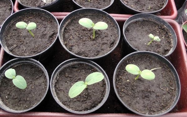  The first leaf of the seed should appear 3-5 days after planting