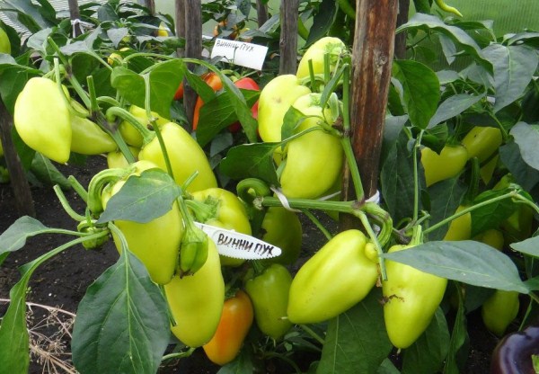  Sweet pepper variety Winnie the Pooh
