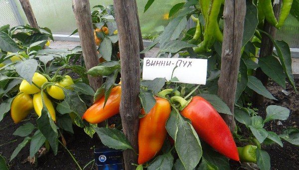 Fruits on the bushes pepper Winnie the Pooh are formed bundles
