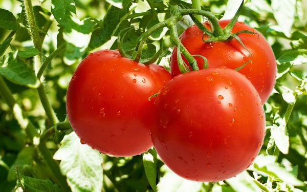  As melhores variedades de tomate