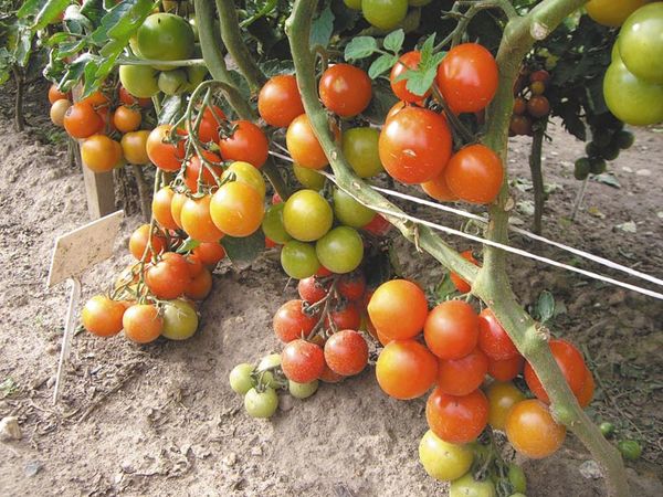  Excesso de produção de variedades individuais afeta o sabor