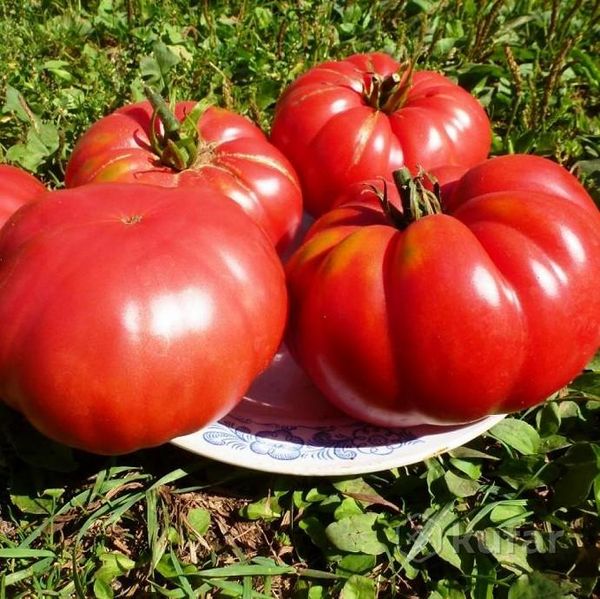 Variedade de tomates 1884