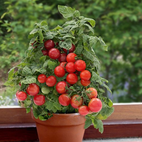  Cereja pode ser cultivada como uma planta em vaso em casa