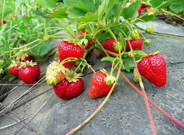  Strawberry Cultivation
