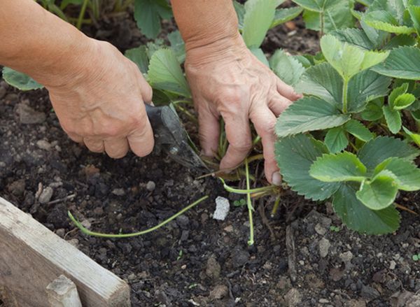  Removing the whiskers contributes to a larger crop.