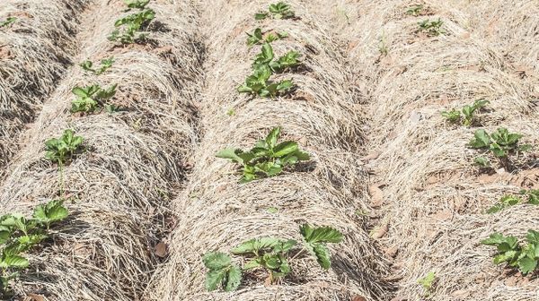  When preparing for winter strawberries are mulched with straw.
