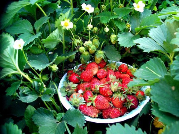  The key to a good harvest is the right selection of varieties.