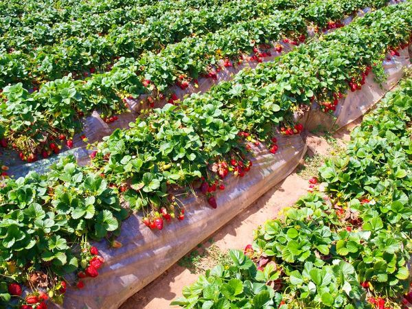  Strawberry planting place must be sunny
