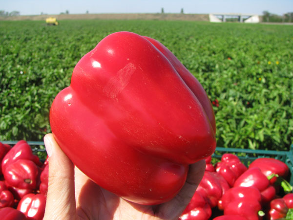  Pepper Hercules