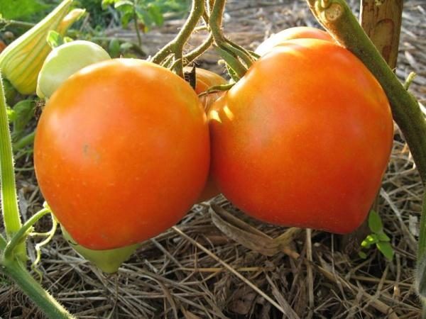  A cor dos frutos imaturos - tipicamente verde claro, maduro - rosa, às vezes mais escuro.