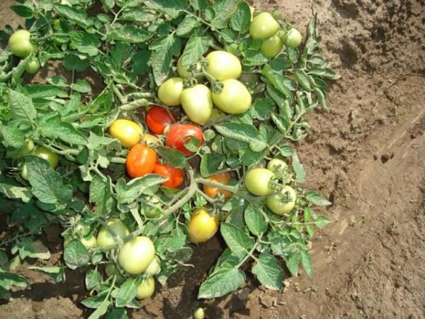  Tomate Shuttle tem bons rendimentos