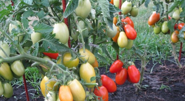  Shuttle de tomate