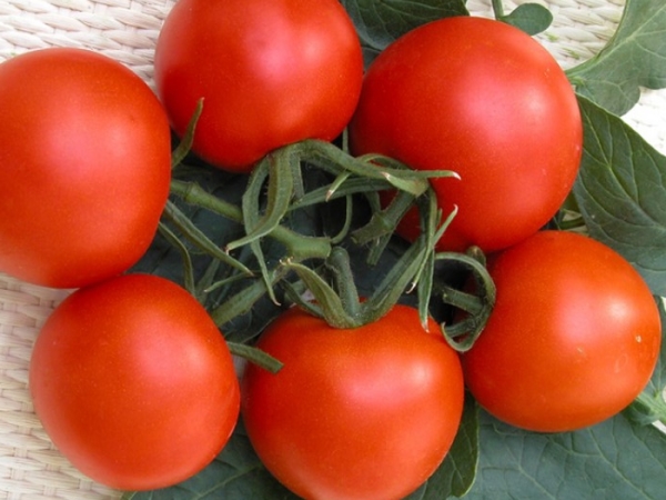  La cultivar Verlioka non è destinata alla piantagione in pieno campo, ma viene coltivata solo in spazi chiusi.