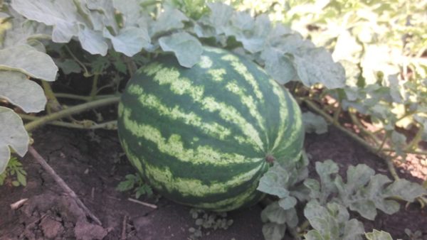  Watermelon producer