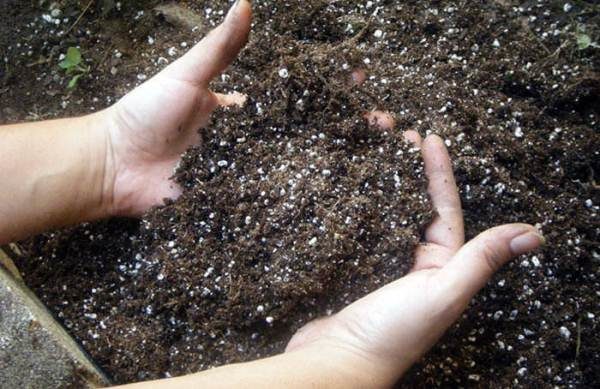  To grow cucumber quickly and well, the soil must be fertilized.