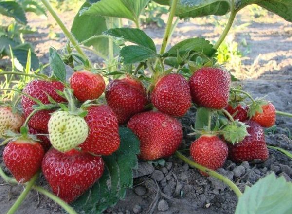  Strawberry Secrets