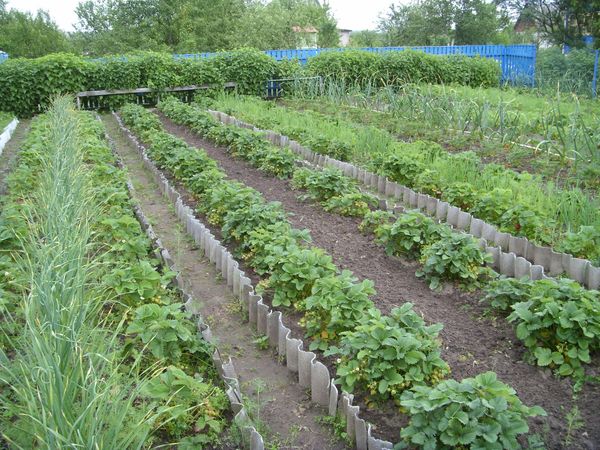  Fragole di diverse varietà meglio piantate in letti diversi
