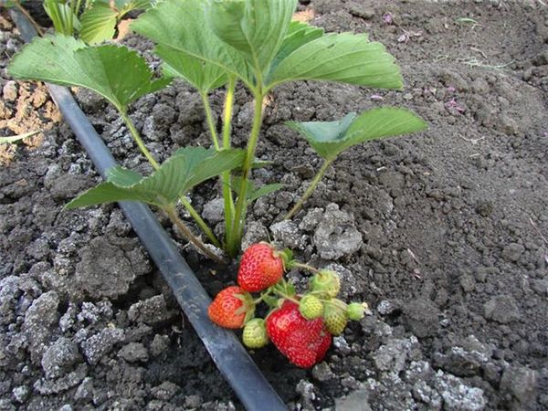  Uno dei segreti della coltivazione di fragole di successo è l'irrigazione a goccia.