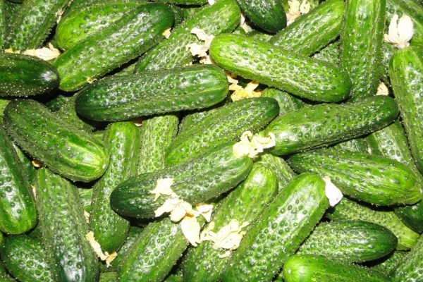  Variedade Variedade de pepino: descrição e especificações, plantio e cuidado