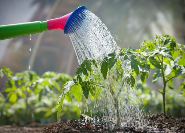  Annaffiato una volta alla settimana, nutrito con fertilizzanti azotati e fosforo-potassio