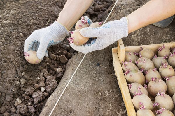  Come piantare patate in primavera