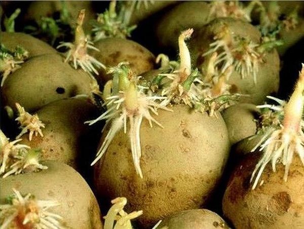  Când apar lăstari verzi pe tuberculi - este timpul să le plantezi în pământ