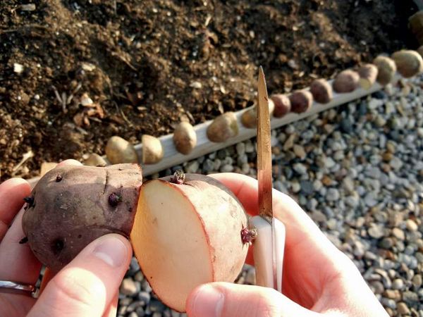  Atunci când plantarea tuberculilor tăiate pe ele ar trebui să fie cel puțin 3 ochi