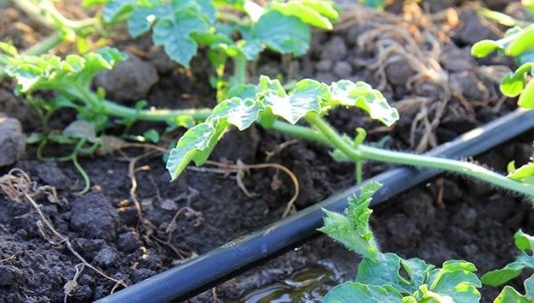  L'anguria delle angurie viene effettuata come essiccazione del terriccio sotto la radice
