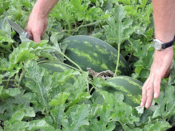  Bed with Watermelon Grade Producer