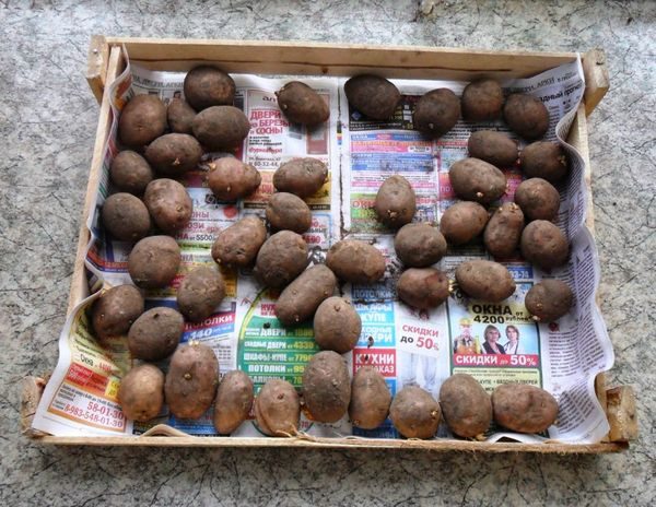  patate in un cassetto