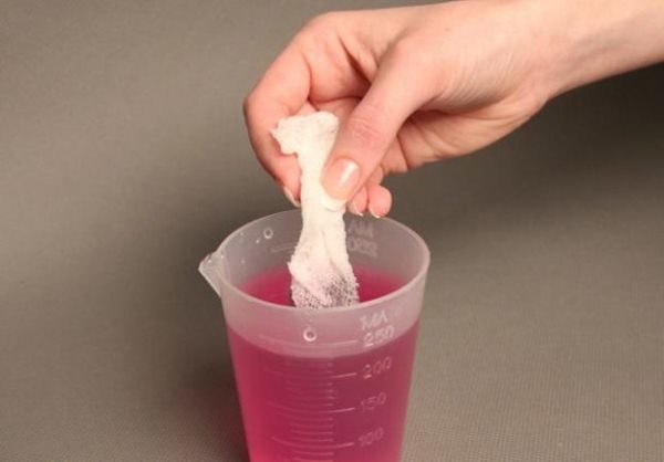 To disinfect watermelon seeds before planting, they must be soaked in potassium permanganate solution