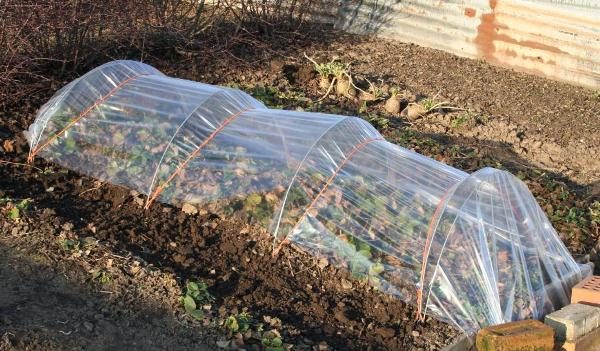  Planting strawberry seedlings under film