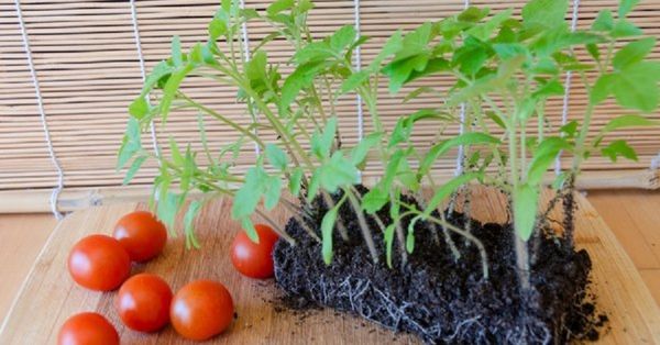  Se as raízes das mudas de perto - tomate pode ficar doente